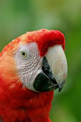 Portrait of Scarlet macaw (Ara macao) in the Rain forest