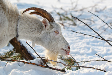 Goat with long horns show your tongue and eat branches