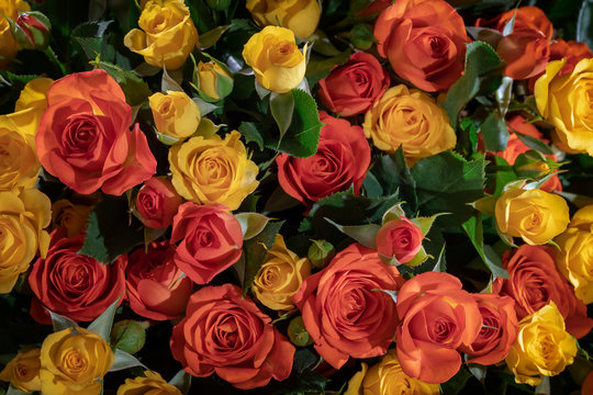 A very many of yellow and red creamy color roses in the front view