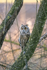 Long-eared Owl (Asio otus) in the forest