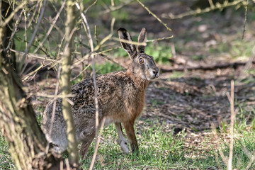 Hare (Lepus europaeus) in the woodland