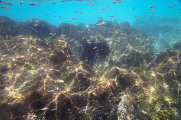 Fototapeta na wymiar Small fishes near the stony bottom of the Mediterranean Sea