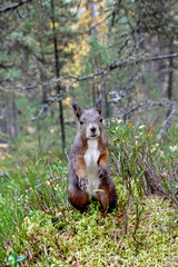 Squirrel friendly and funny in the forest (Sciurus vulgaris)