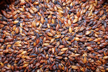 Chocolate barley malt, used for the production of craft and home beer.