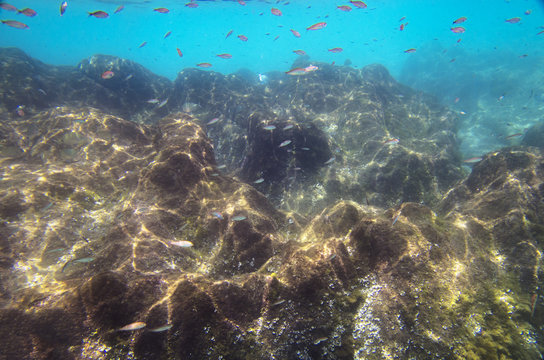 Small fishes near the stony bottom of the Mediterranean Sea