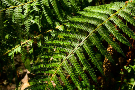 close up of fern leaf in the forest