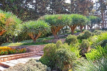 Dracaena dracos, the Canary Islands dragon trees or dragos in the park Ramat Hanadiv, Memorial Gardens of Baron Edmond de Rothschild, Zichron Yaakov, Israel