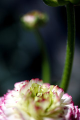 Ranunkel weiss pink