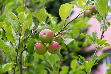 Apples on the tree. Slovakia