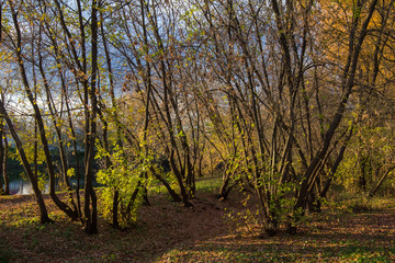 Fototapeta premium branchy trees in the park in autumn