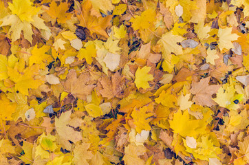 Colorful background of fallen autumn leaves texture