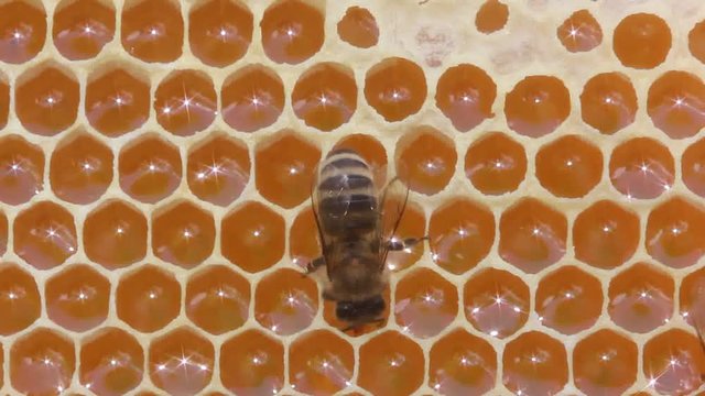 bee take nectar from honeycomb to transform it into honey