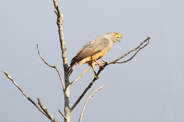  Roadside Hawk (Rupornis magnirostris)