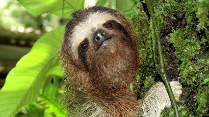  Close up shot of a Three-toed sloth going up a tree