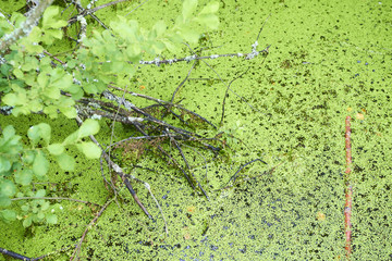  Soumarske raseliniste (moor), Sumava national park (Bohemian forest) in Czech Republic