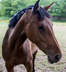 Naklejka premium Brown Horse