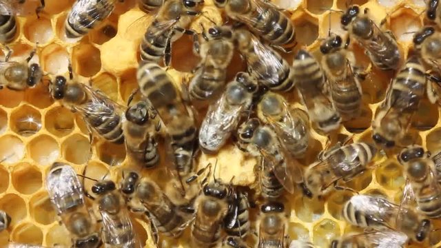 Bees create cocoon and take care of future queen bee.