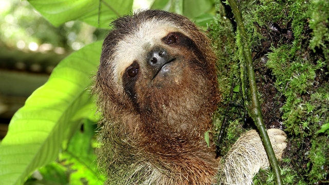  Close up shot of a Three-toed sloth going up a tree