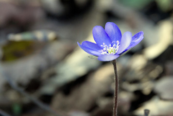 Blume