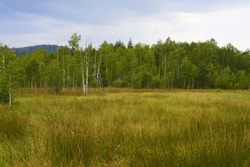  Soumarske raseliniste (moor), Sumava national park (Bohemian forest) in Czech Republic