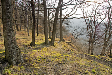Fototapeta premium Waldlandschaft bei Wien