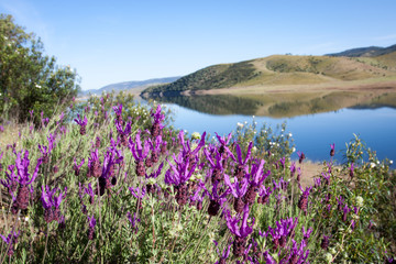 Fototapeta premium wilder Schopf-Lavendel, Lavendel aus Spanien Extremadura 