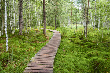 Obraz premium Soumarske raseliniste (moor), Sumava national park (Bohemian forest) in Czech Republic