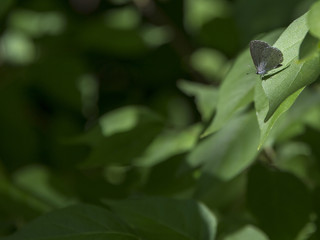 Obraz premium 015-butterfly-wdsm-05jun18-12x09-002-300-5337