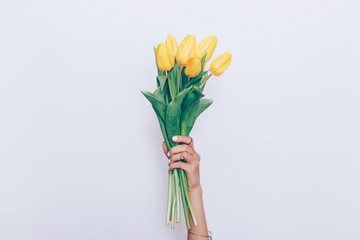 Fresh yellow tulips in female's hand with white manicure