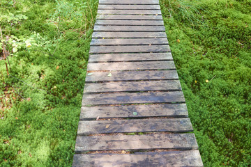  Soumarske raseliniste (moor), Sumava national park (Bohemian forest) in Czech Republic