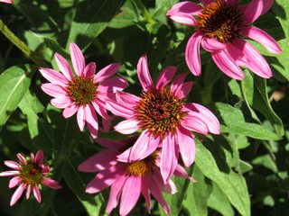 swirly cone flowers