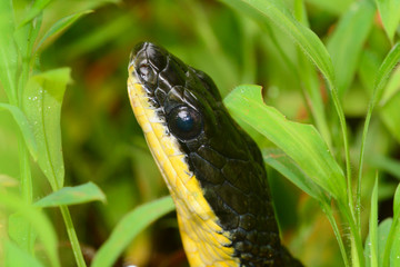Macro shot of the head of a black garden snake in green grass