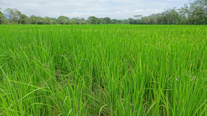 Rice Field