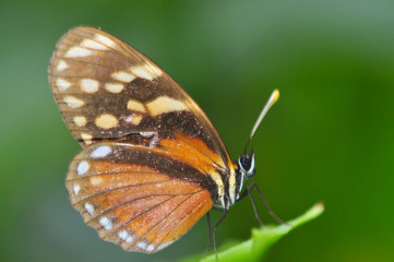 Close up of a beautiful Tiger Mimic butterfly
