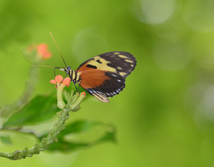 Tiger mimic butterfly feeding  on pink wild flowers flowers
