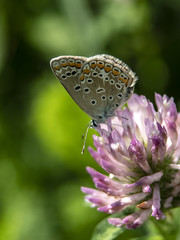 motyl © Henryk Olszewski