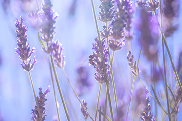 Gentle lavender flowers