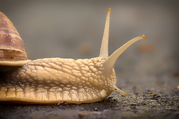 Snail crawling on the asphalt road. close up