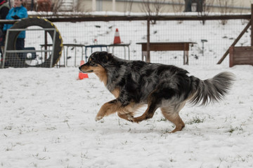 Portrait of Australian Shepherd Dog in Belgium