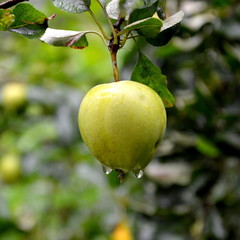 Fruit madness. Small apples in an apple tree in orchard, in early summer