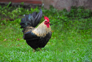 Small japanese bantam cock in a farm's backyard