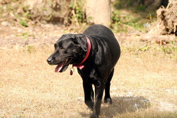 Black Labrador dog walking on a field