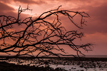 Backgrounds, branches, red silhouettes and scary skies Halloween from Phuket Thailand