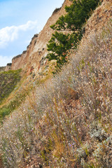 wildflowers on high coast by the sea, beautiful landscape, grass and trees, summer travel concept