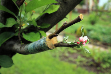 Live cuttings at grafting apple tree with growing leaves and flowers.