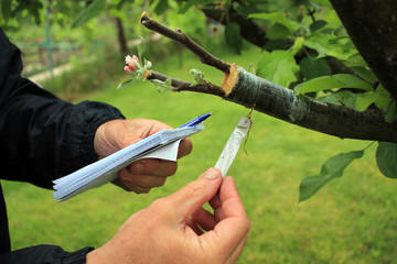 Gardener with notebook and pen in his hands inspections live cuttings at grafting apple tree.