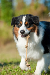 Hund mit Seil im Maul