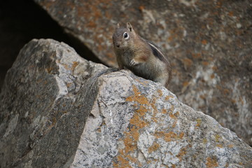 Naklejka na ściany i meble Golden mantle ground squirrel, Colorado
