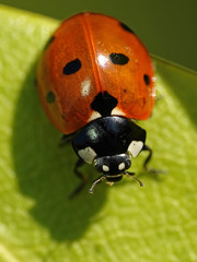 Seven-spot ladybird (Coccinella septempunctata)