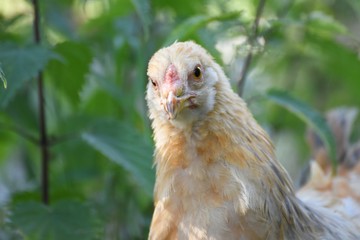 neugieriges junges Huhn